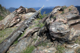 Weathered Rock And Wood-RMNP