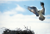 Returning To The Nest- Arapaho National Forest