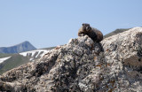 King Of The Rock