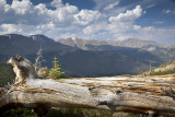 Fallen Tree Trunk-RMNP