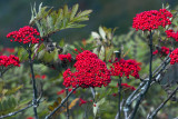 Mountain Ash Berries