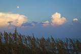 Moon And Sea Oates