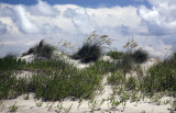Sea Oates On An Okracoke Dune