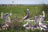 Life On Beacon Island-A Return Of The Pelicans To The Outer Banks