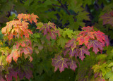 Changing Seasons