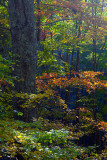 Mid Morning Light On Forest Foliage
