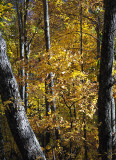Forest Light, Shadows And Color