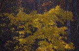 Filtered Sunlight On Yellows And Red