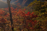 Afternoon Light