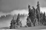 An Olympic National Park April Snow-Washington State