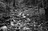 A Stream In The Olympic National Park Rain Forest-Washington State