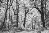 Fire Trail-Potts Mountain-Virginia