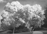 A Morning Walk, Blacksburg-Virginia