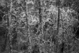Tree Moss in the Hoh Rainforest, Olympic National Park, Washington State