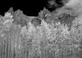 Fall Aspens Near The Maroon Bells, Colorado