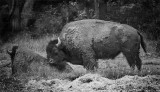 American Buffalo