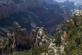 Afternoon Light Near Walhalla Overlook On The North Rim Of The Grand Canyon
