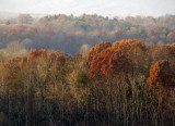 Autumn's Fading Colors