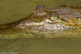 Crocodile I