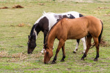 _DSC7467.jpg