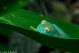 Frog II - Atlanta Botanical Garden