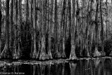 Bald Cypress