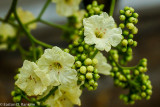 Clammy Cherry (Cordia dentata)