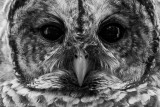 Barred Owl (Strix varia) 