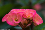 Euphorbia Jesus Thorns