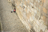 By the Wall at Pont Royal
