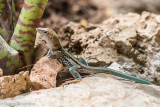 Jamaican Ground Lizard (Ameiva dorsalis)