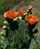 prickly pear of some sort