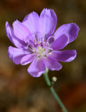 skeleton flower, has no leaves..