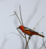 Oriole