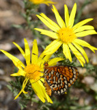 Tiny Checkerspot