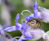 Jumping spider under russian sage flower