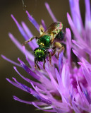 green metalic sweat bee