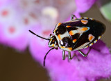begrada bug
