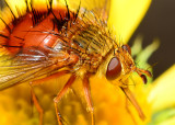 Beelike Tachinid fly