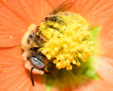Chimney bee cropped.