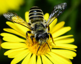 Leaf cutting bee on Camphor daisy