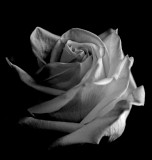 Madelyns rose