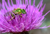 green sweat bee on thistle