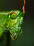 katydid portrait