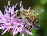 Classic pollinator