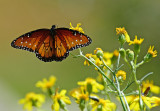 Queen butterfly