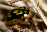 tortoise beetle