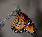 Queen butterfly looks a lot like a Monarch..
