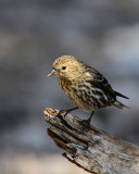 Pine Siskin