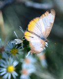Common Mestra